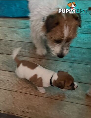 Jack Russell Pure Bred Puppies