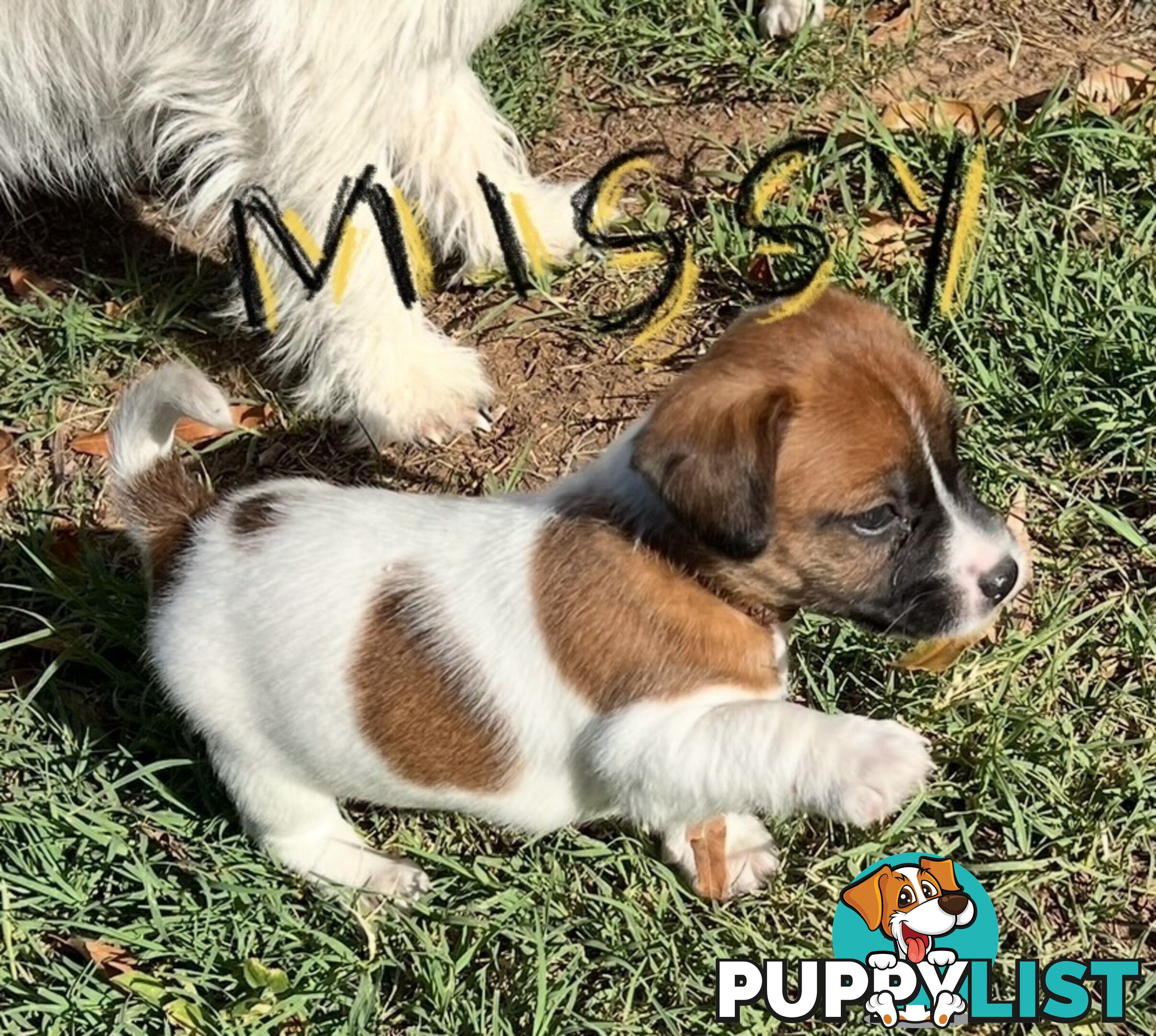 Jack Russell Pure Bred Puppies