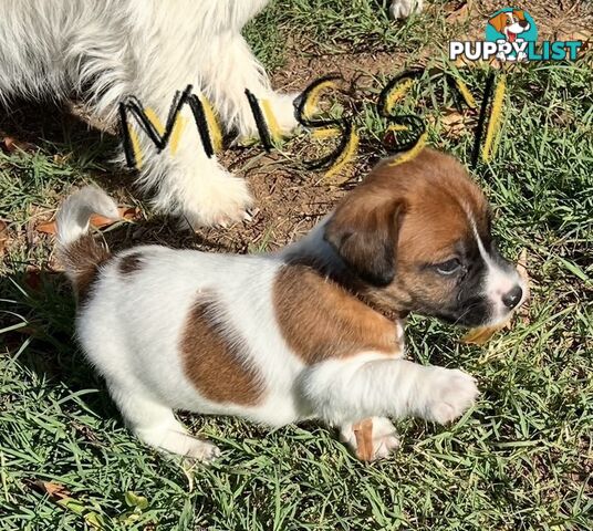 Jack Russell Pure Bred Puppies