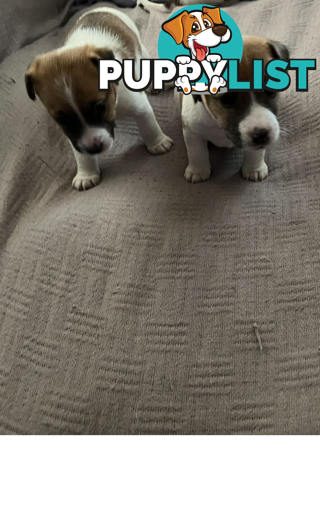 Jack Russell Pure Bred Puppies