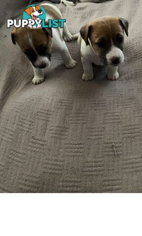 Jack Russell Pure Bred Puppies