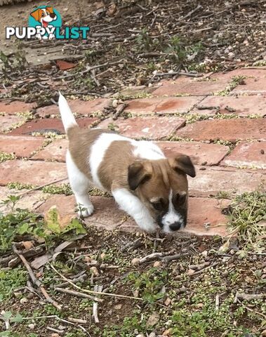 Pure bred Jack Russell Terrier puppy