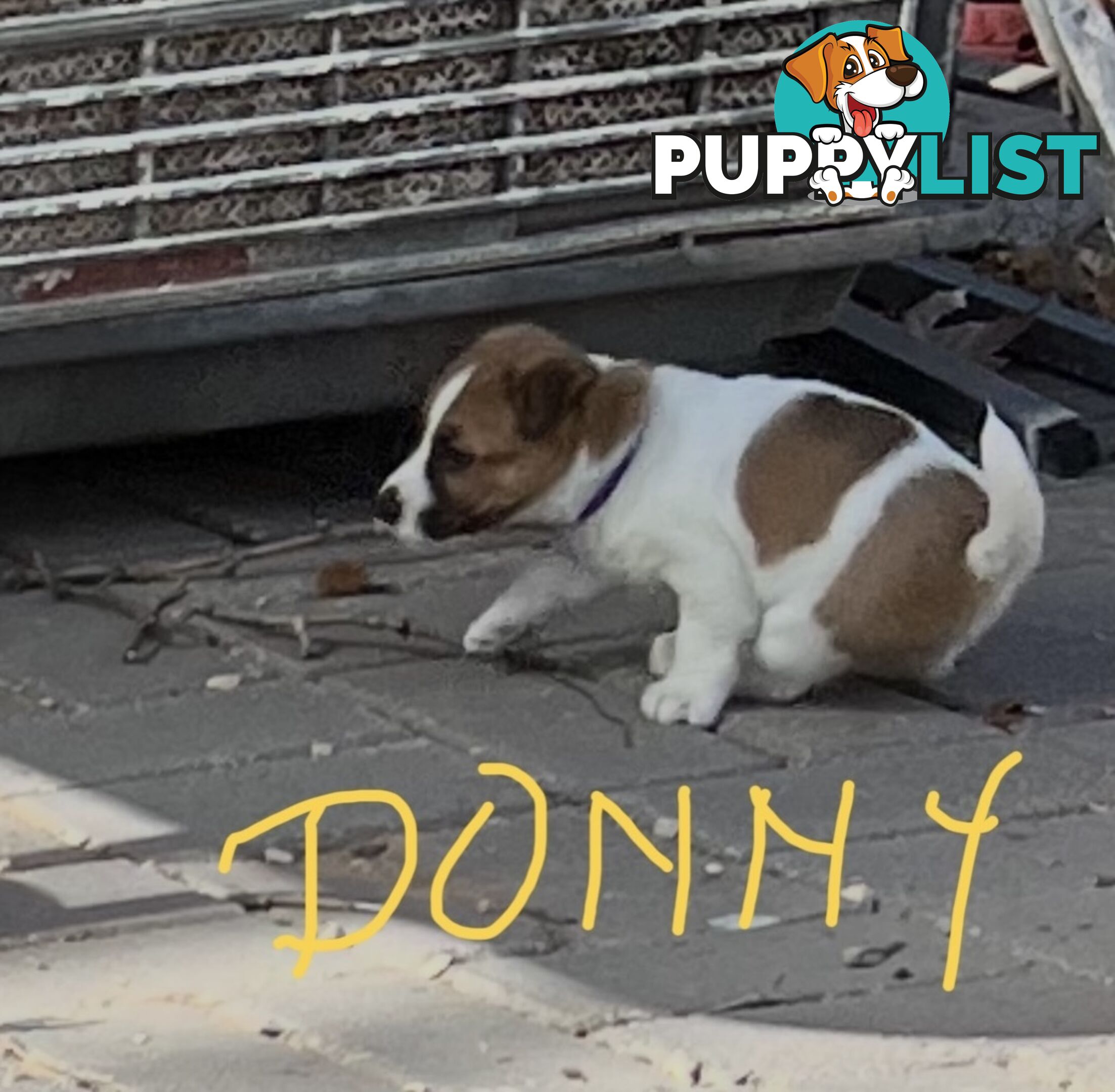 Pure bred Jack Russell Terrier puppies