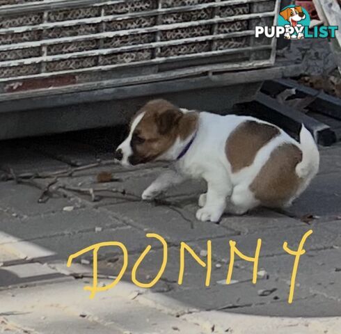 Pure bred Jack Russell Terrier puppies