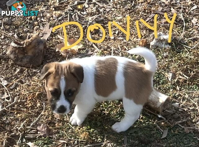 Pure bred Jack Russell Terrier puppies