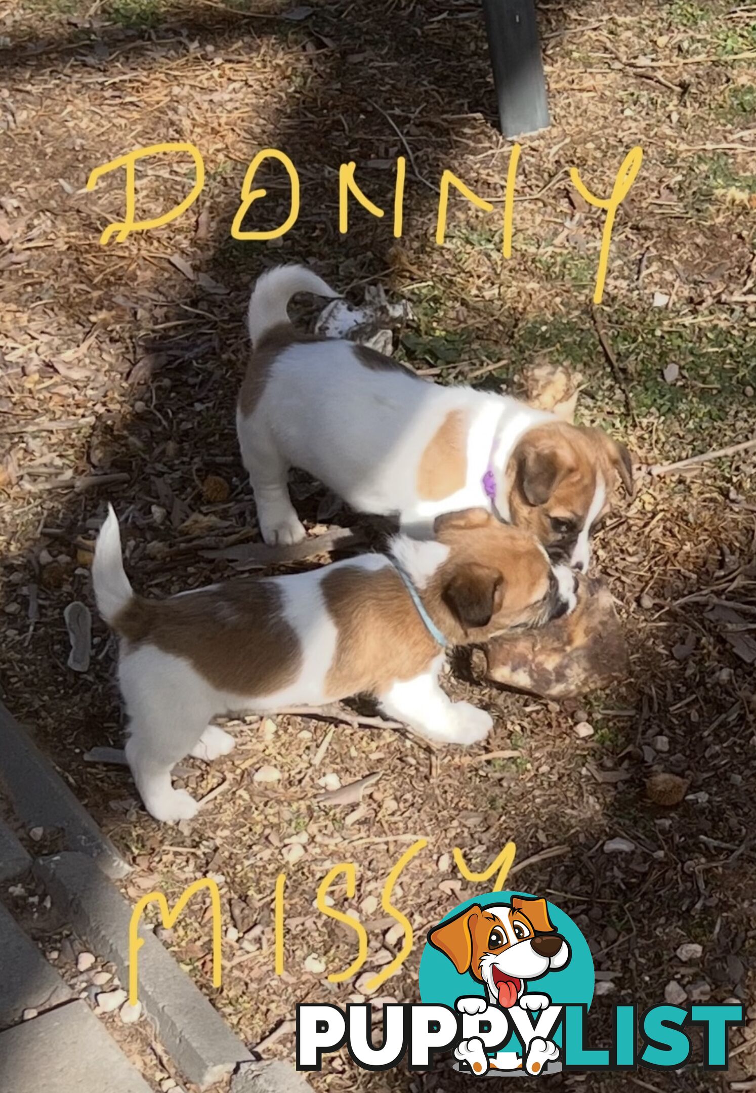 Pure bred Jack Russell Terrier puppies