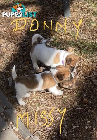 Pure bred Jack Russell Terrier puppies