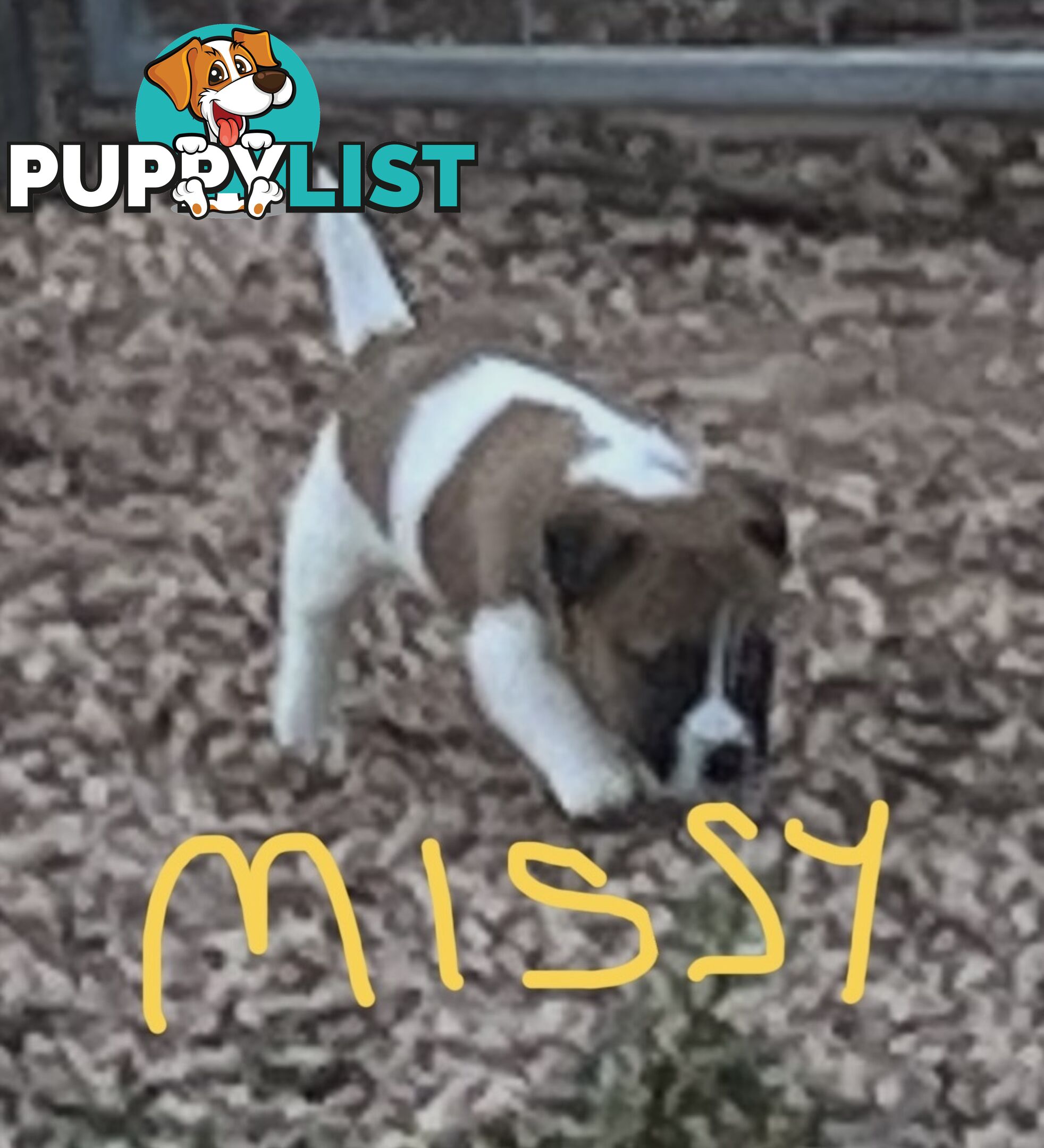 Pure bred Jack Russell Terrier puppies