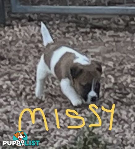 Pure bred Jack Russell Terrier puppies