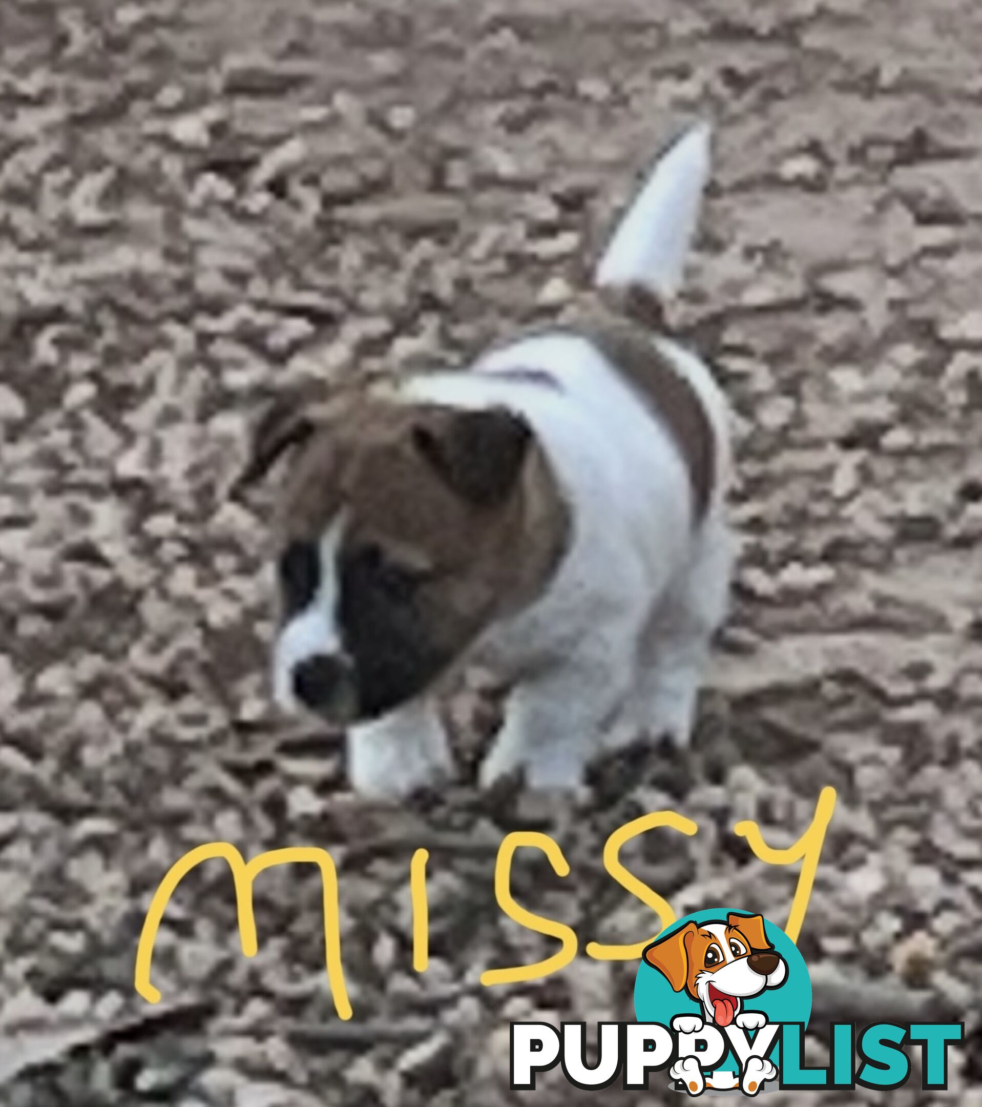Pure bred Jack Russell Terrier puppies
