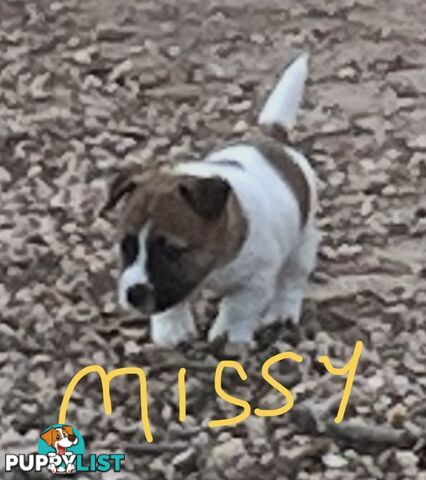 Pure bred Jack Russell Terrier puppies