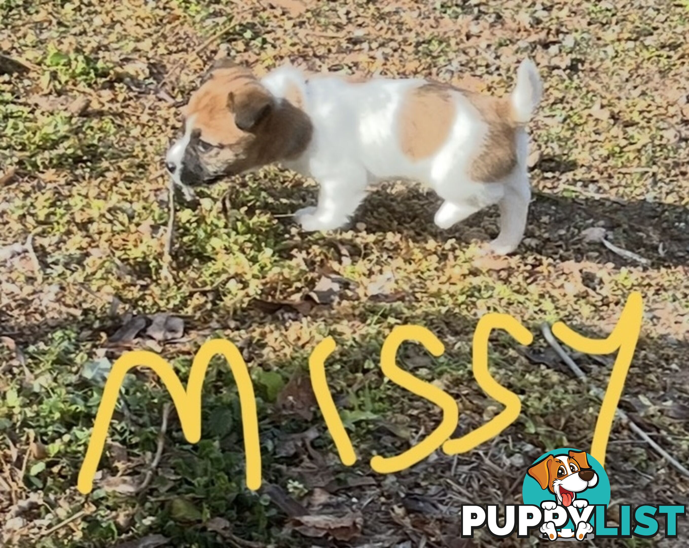 Pure bred Jack Russell Terrier puppies