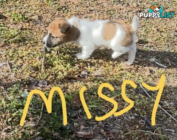 Pure bred Jack Russell Terrier puppies