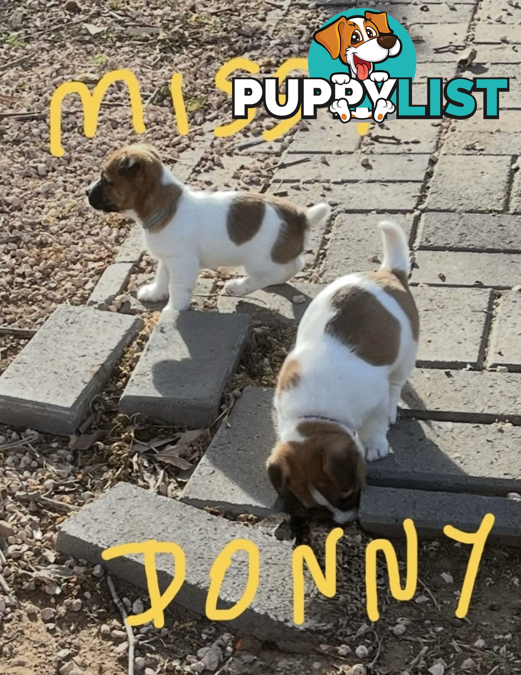 Pure bred Jack Russell Terrier puppies