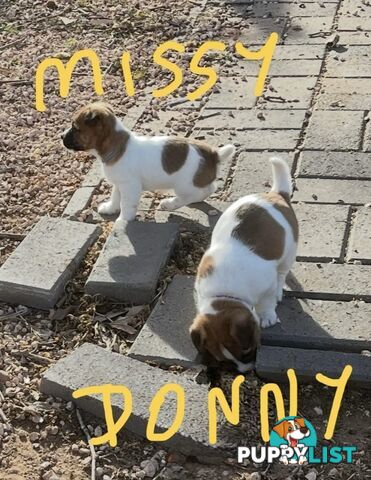 Pure bred Jack Russell Terrier puppies