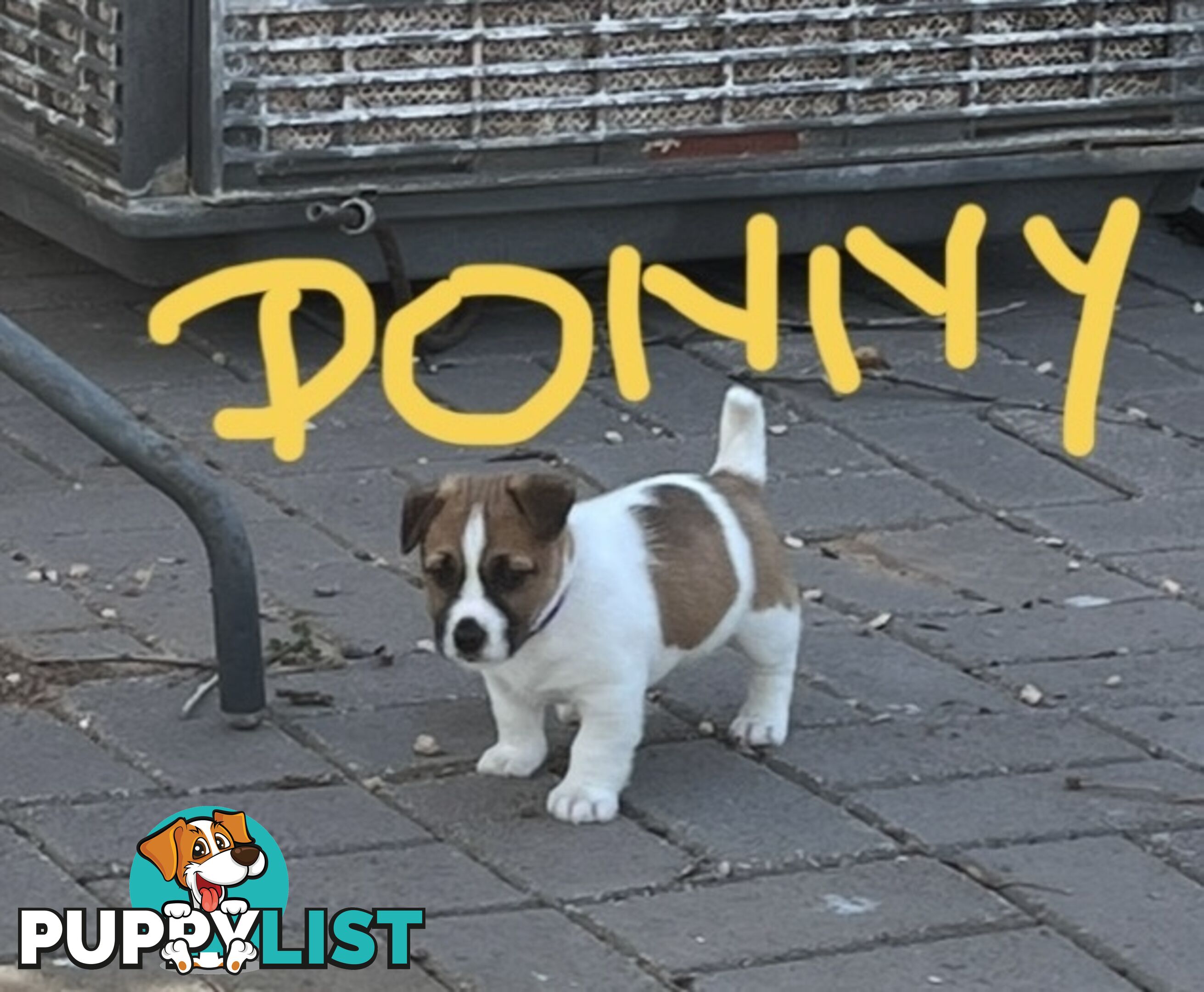 Pure bred Jack Russell Terrier puppies