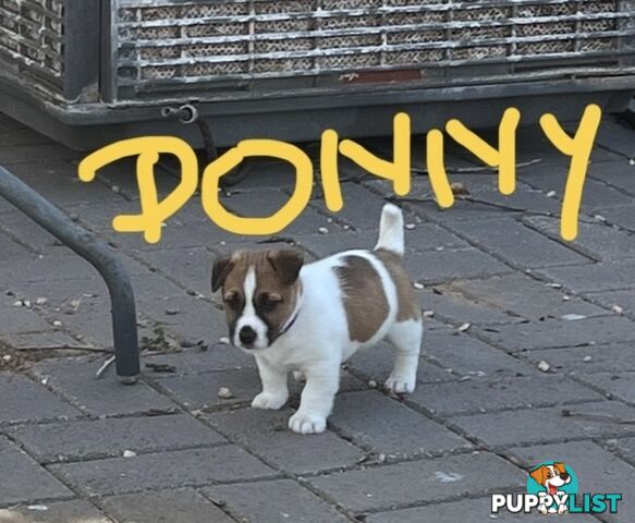 Pure bred Jack Russell Terrier puppies