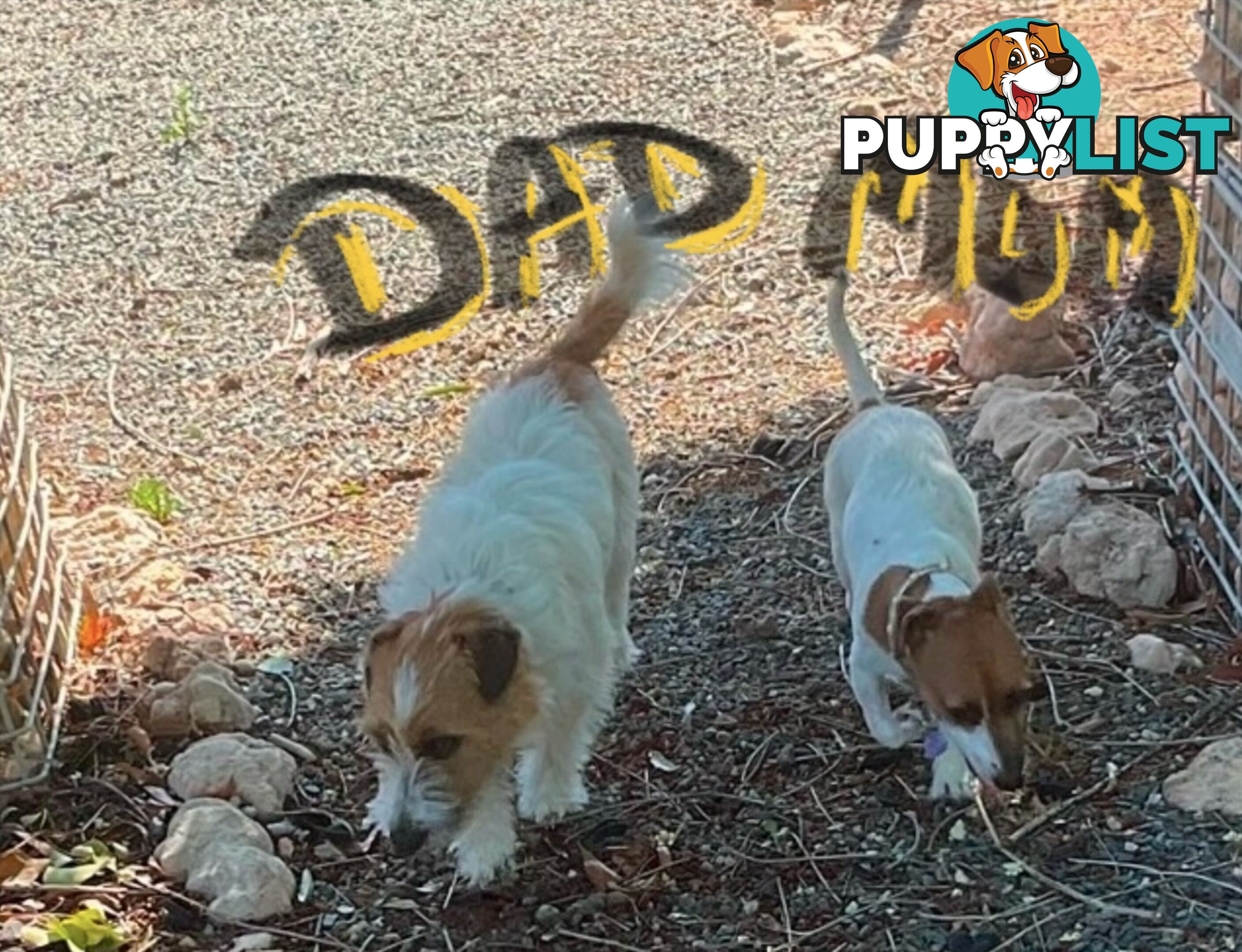 Pure bred Jack Russell Terrier puppies