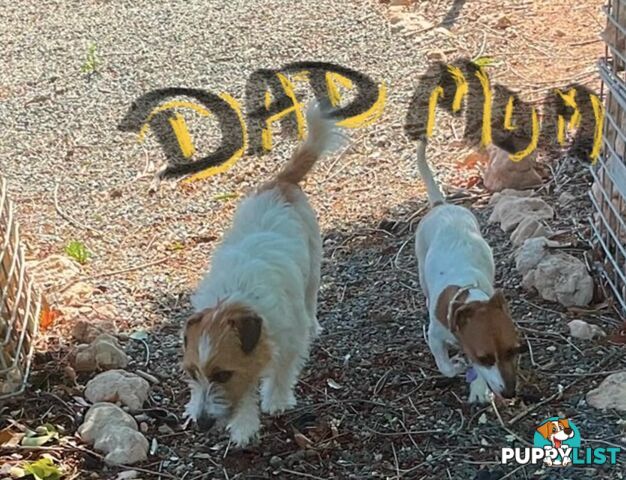 Pure bred Jack Russell Terrier puppies