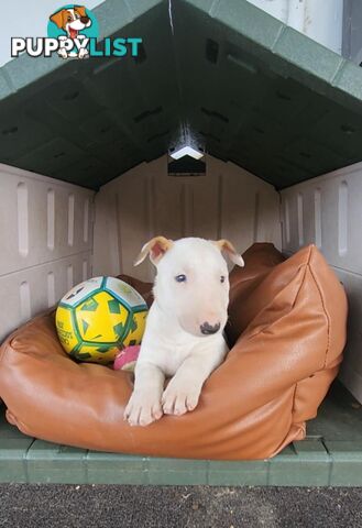 Standard Bullterriers