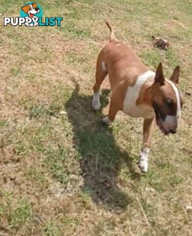 Standard Bullterriers