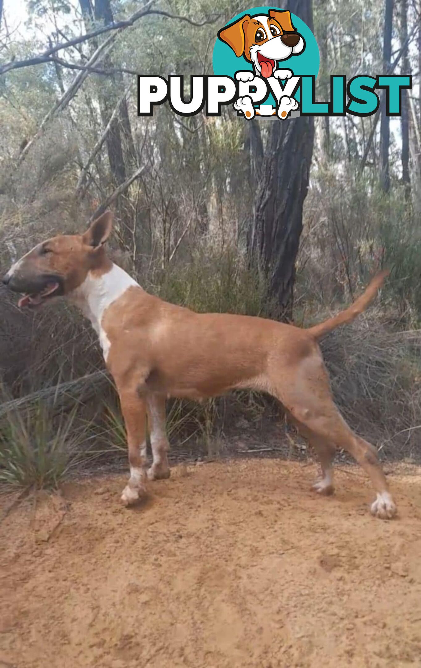 Standard Bullterriers