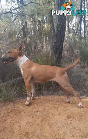 Standard Bullterriers