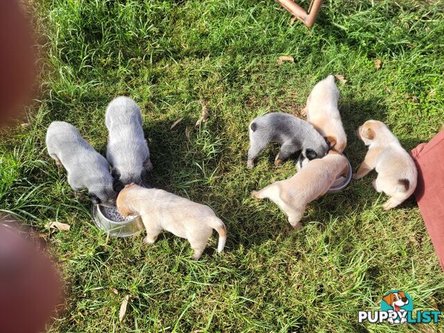 Stumpy Tail Cattle Dogs