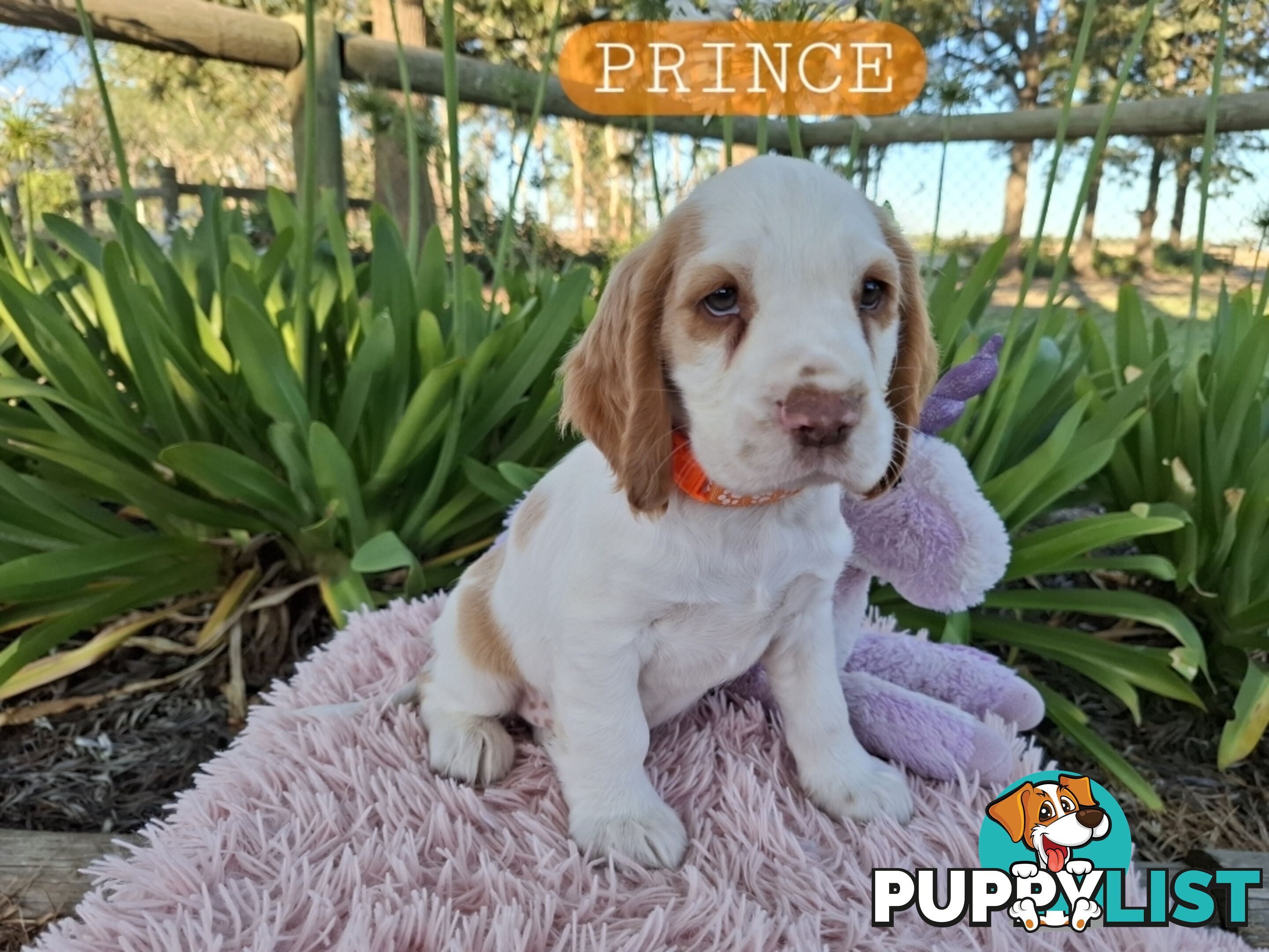 King Charles Cavalier cross Cocker Spaniel pup