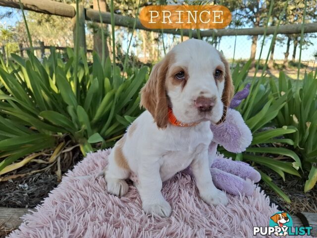 King Charles Cavalier cross Cocker Spaniel pup