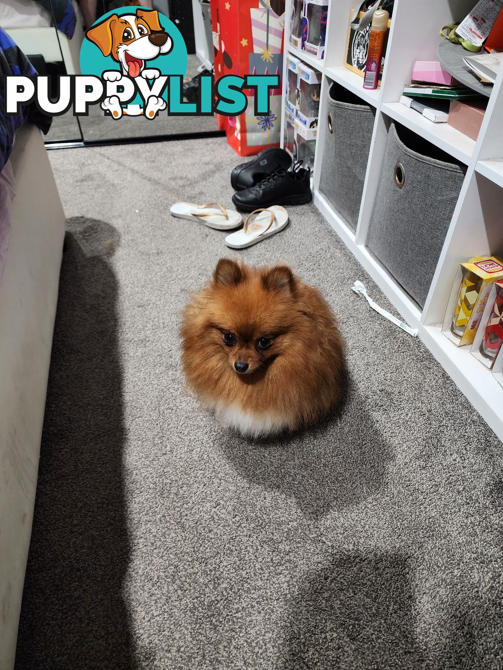 Black Purebred Pomeranian Puppy