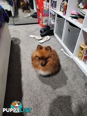Black Purebred Pomeranian Puppy