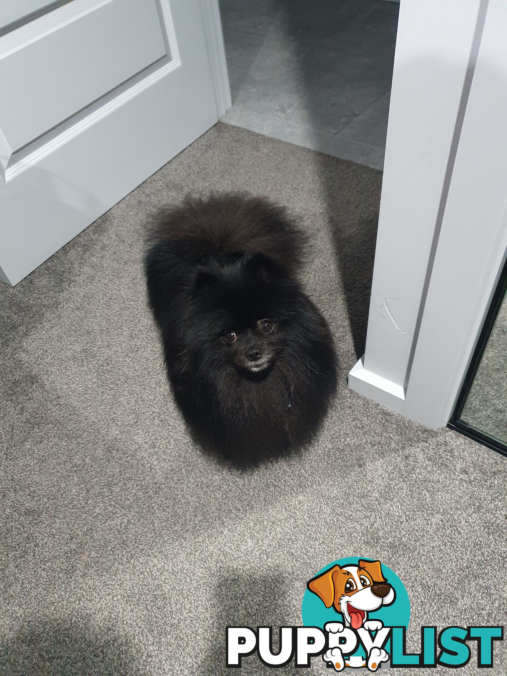 Black Purebred Pomeranian Puppy