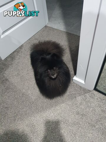 Black Purebred Pomeranian Puppy