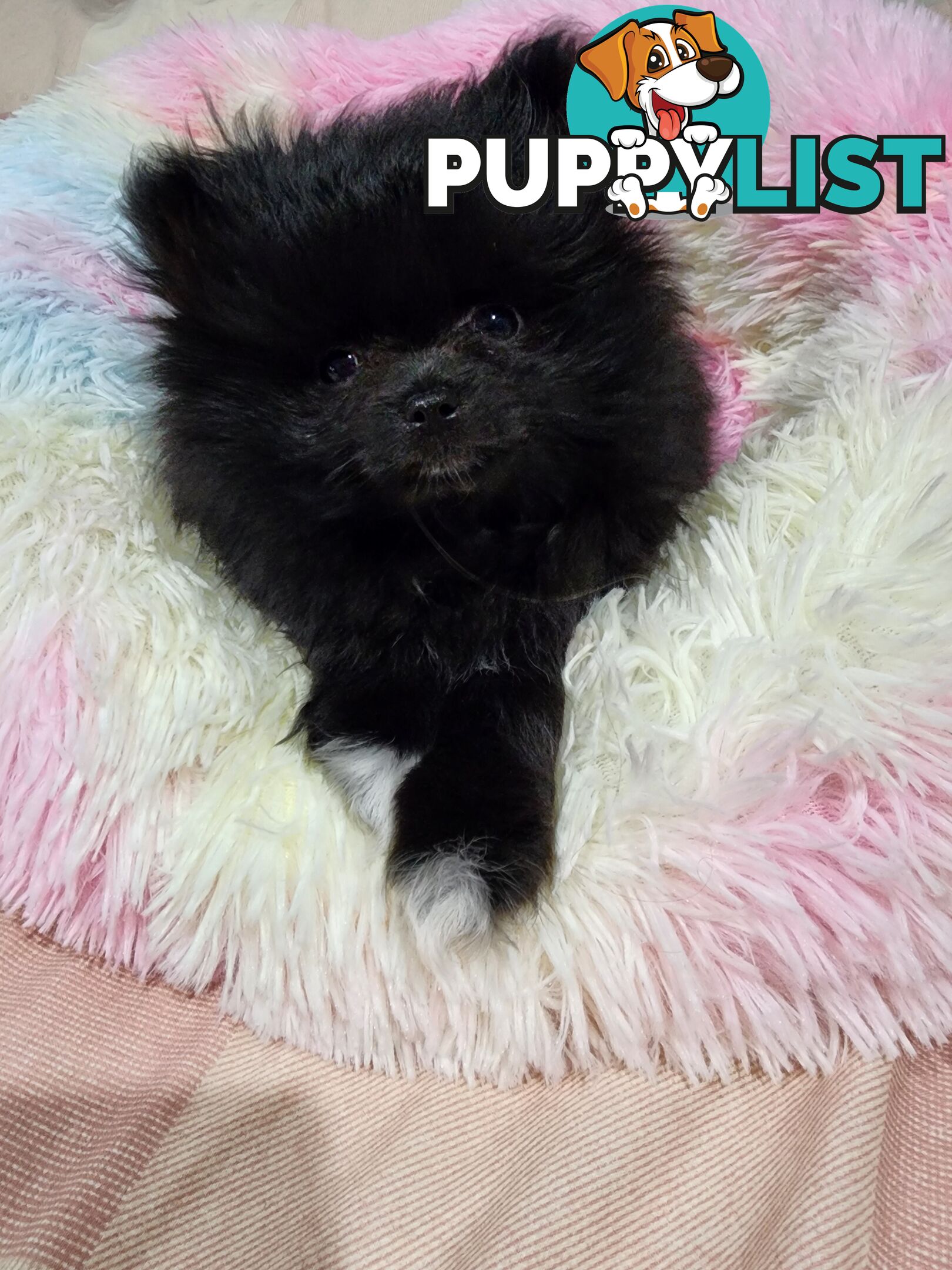 Black Purebred Pomeranian Puppy