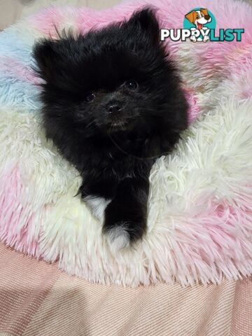Black Purebred Pomeranian Puppy