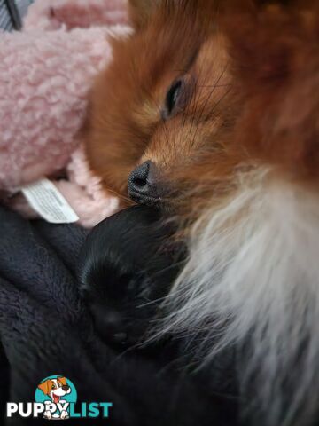 Black Purebred Pomeranian Puppy