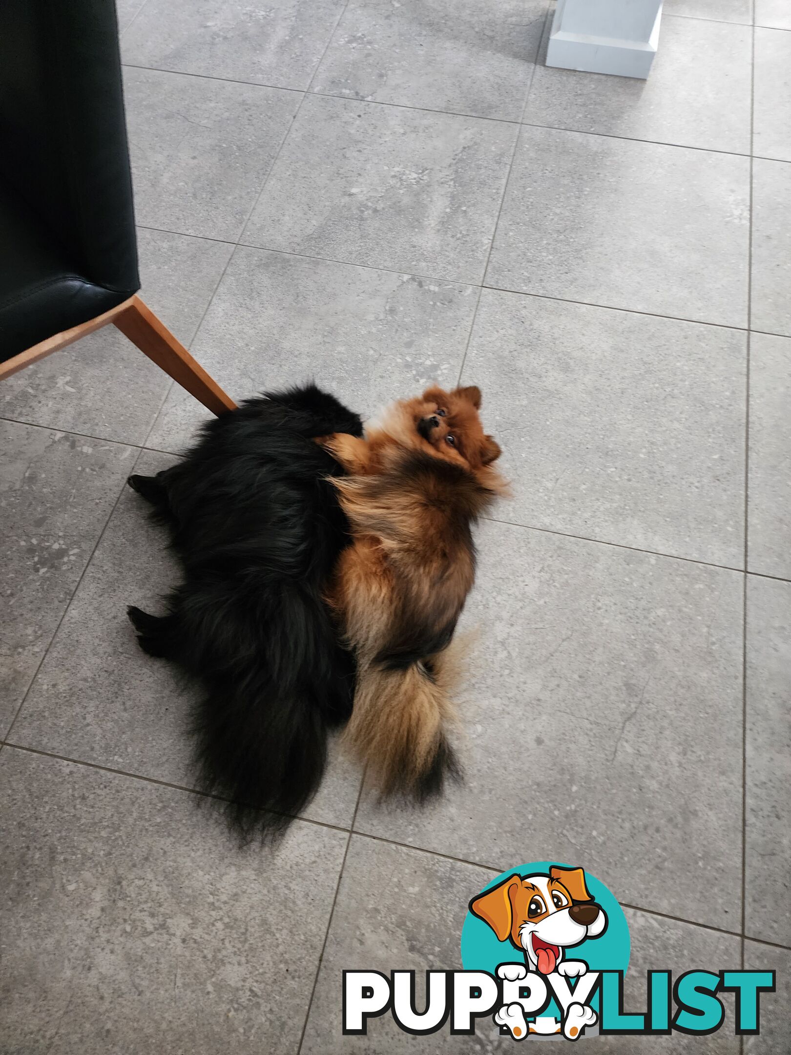 Black Purebred Pomeranian Puppy