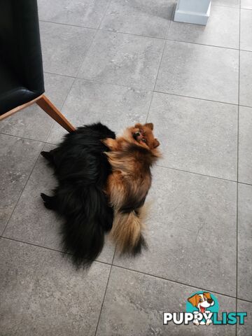 Black Purebred Pomeranian Puppy