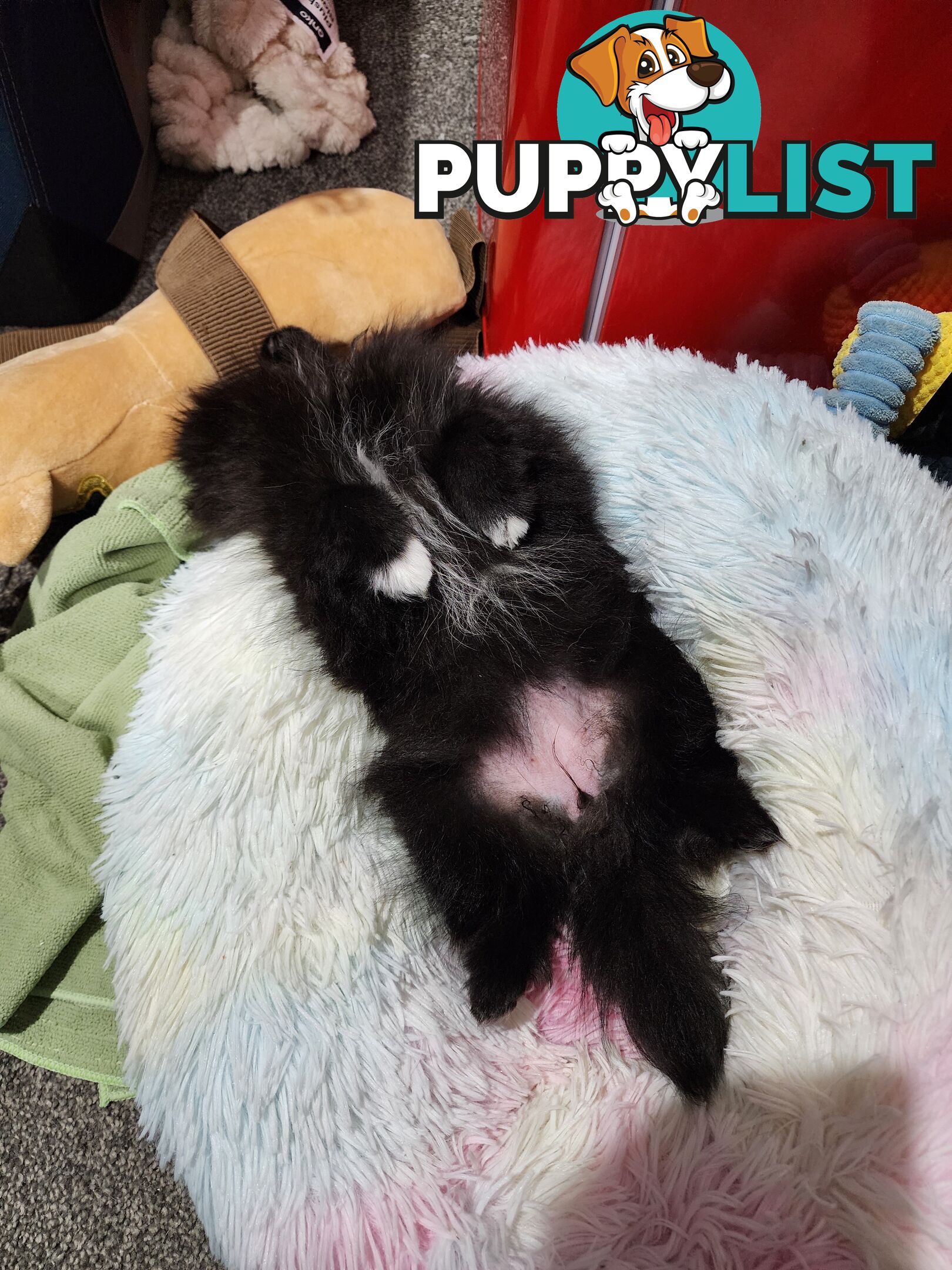 Black Purebred Pomeranian Puppy