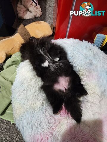 Black Purebred Pomeranian Puppy