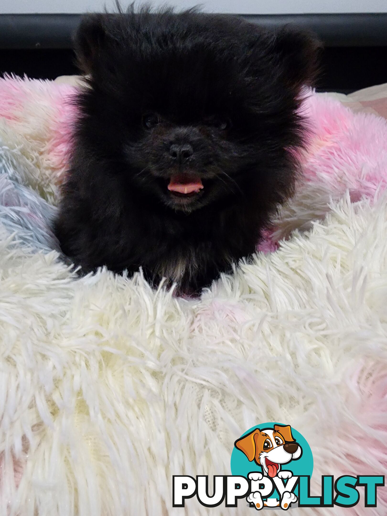 Black Purebred Pomeranian Puppy