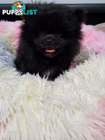 Black Purebred Pomeranian Puppy