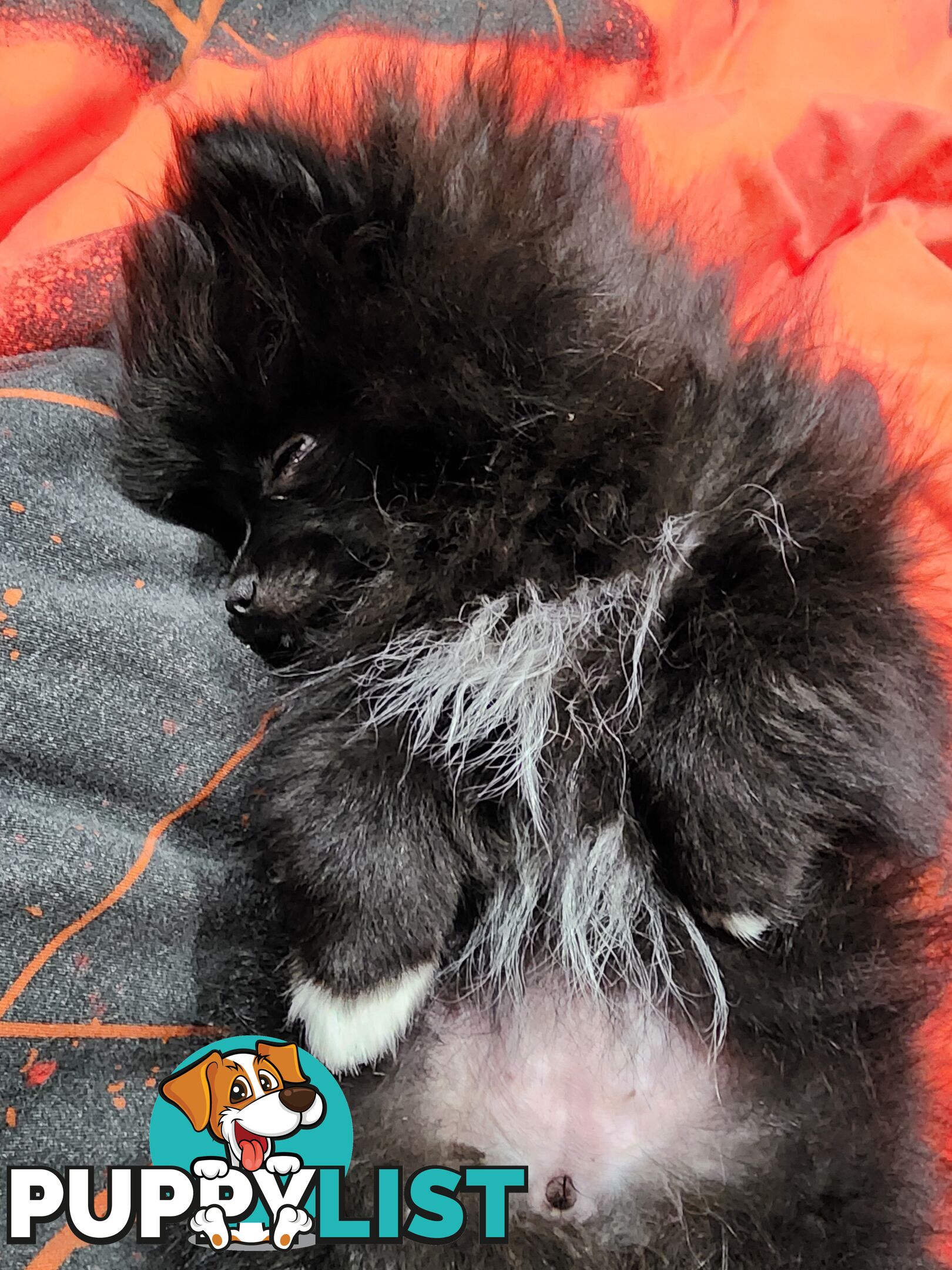 Black Purebred Pomeranian Puppy