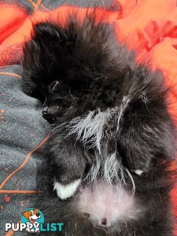 Black Purebred Pomeranian Puppy