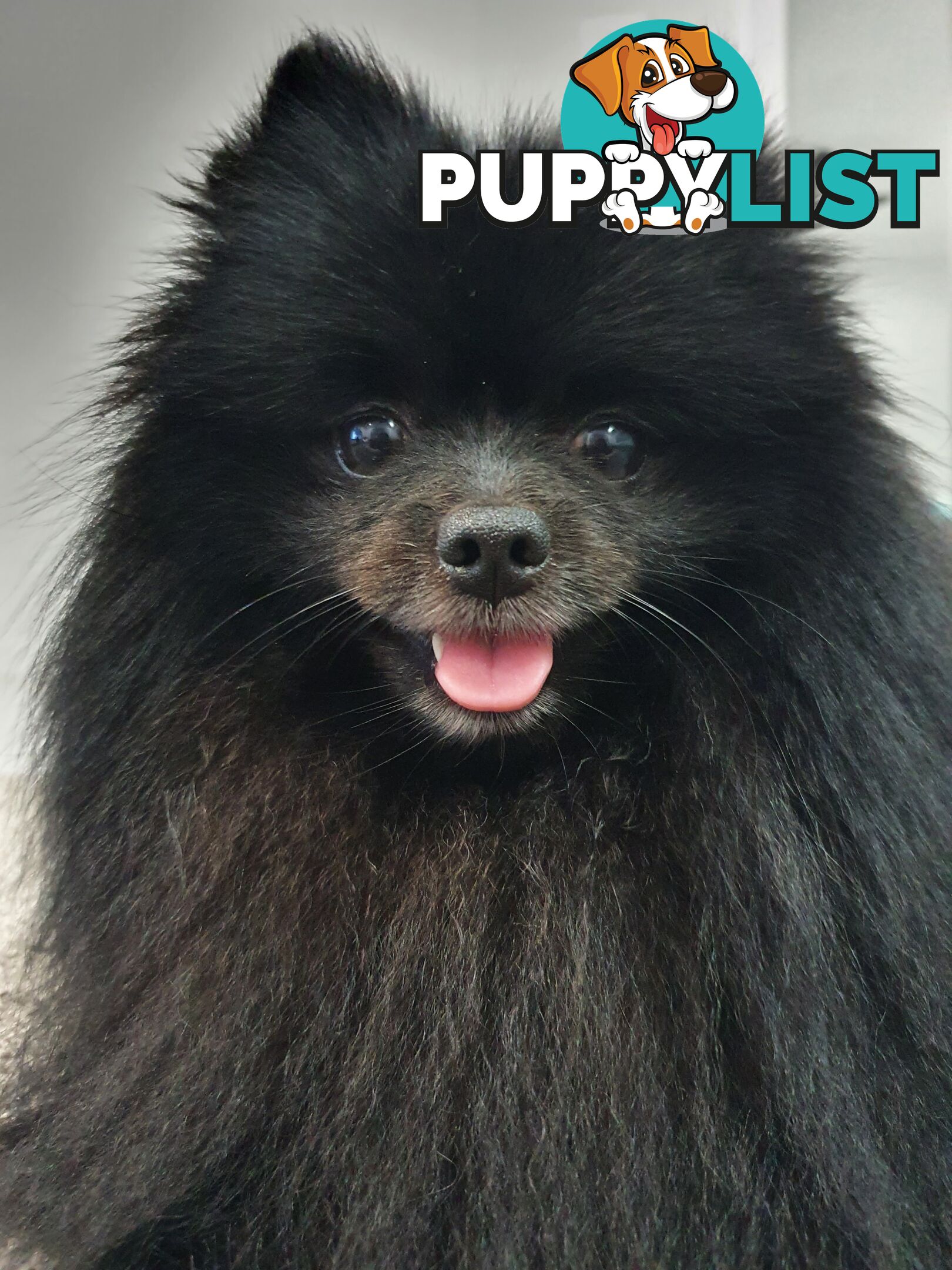 Black Purebred Pomeranian Puppy