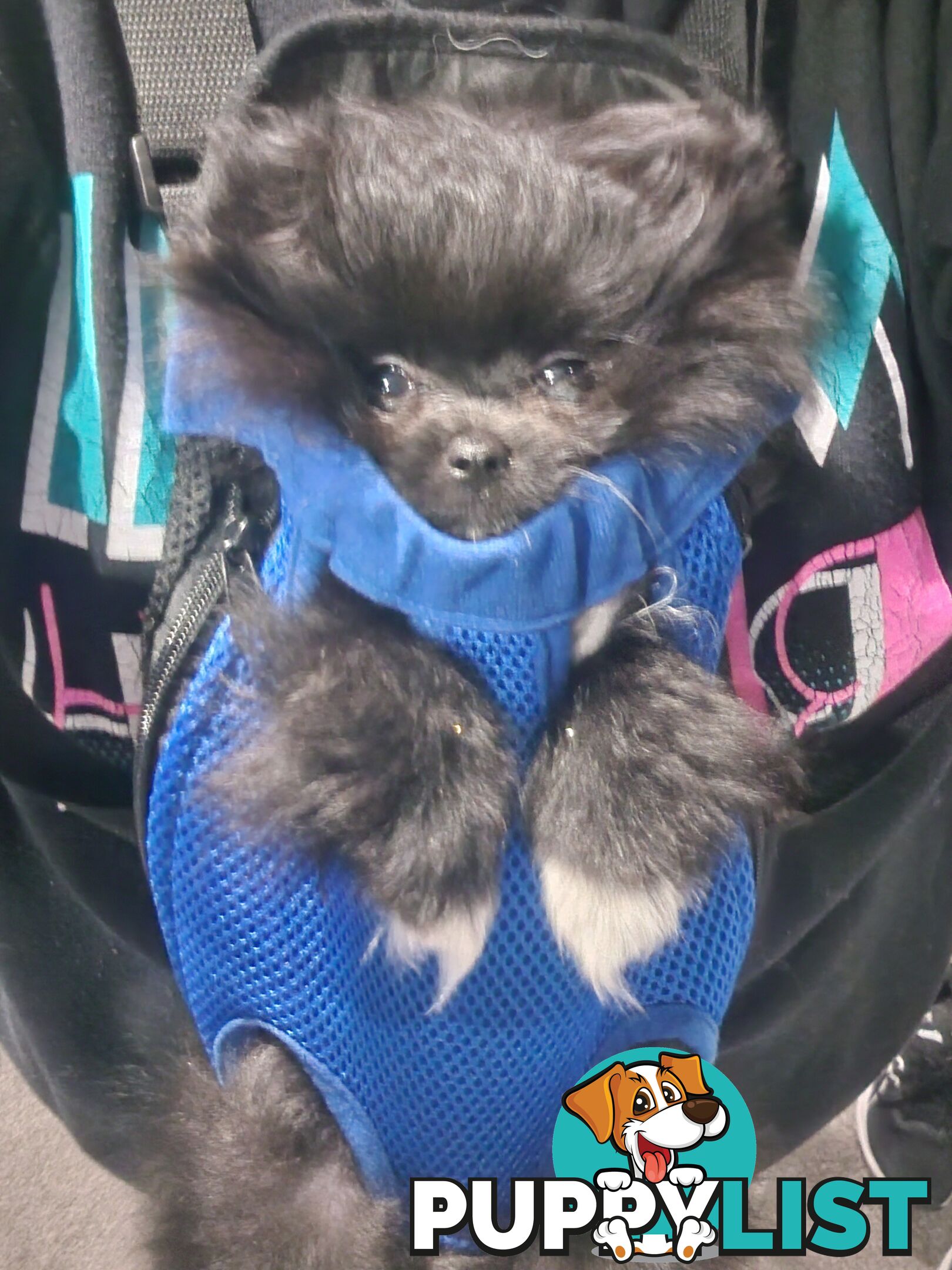Black Purebred Pomeranian Puppy