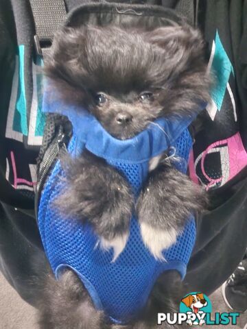 Black Purebred Pomeranian Puppy