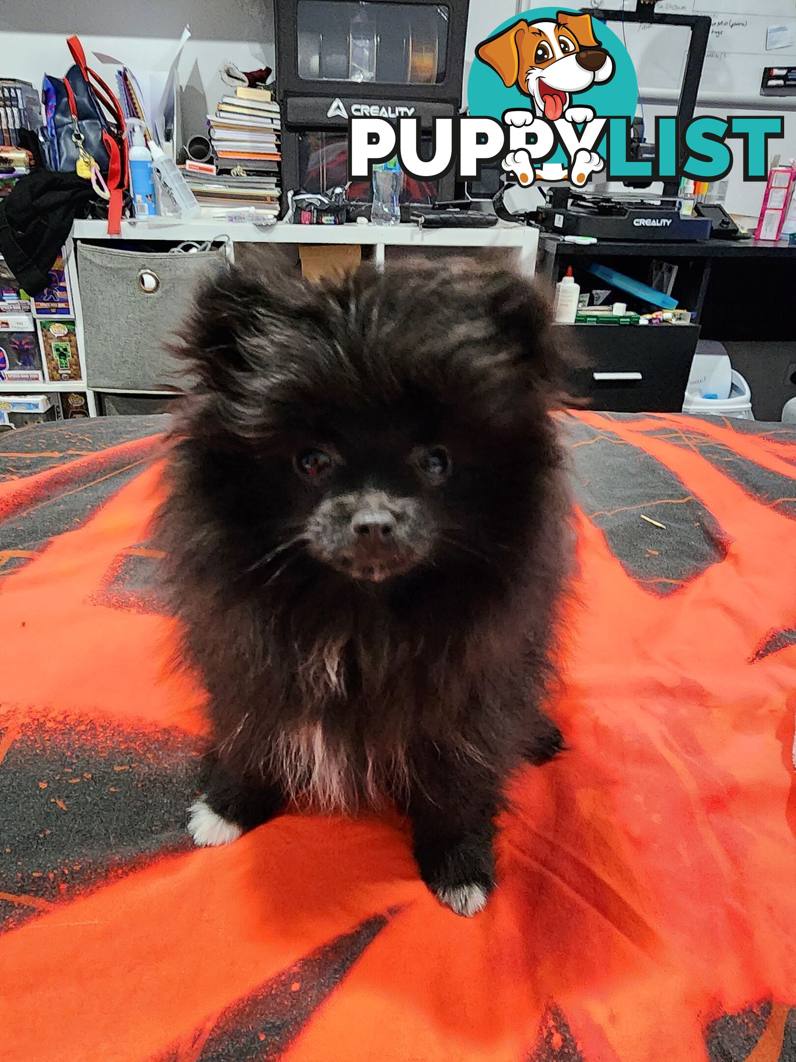 Black Purebred Pomeranian Puppy