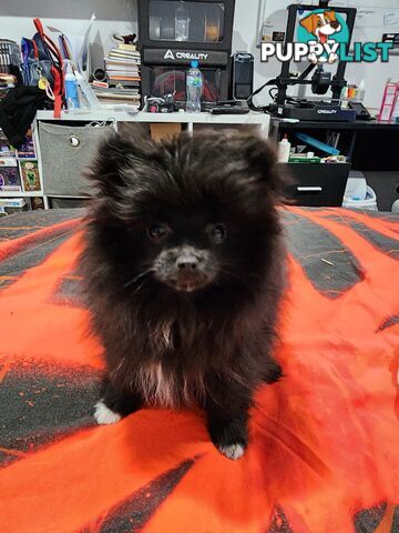 Black Purebred Pomeranian Puppy